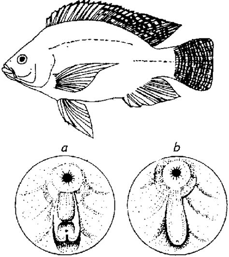papilla fish|Papilla .